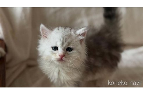 販売中の埼玉県のサイベリアン-121323の3枚目